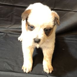 L61-01 - Red speckled female Australian Cattle Dog puppy in Sheridan, Oregon from 6pk Cattledogs