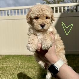 Bernedoodle, Cavalier King Charles Spaniel, and Poodle Puppies from Ellas.Pups (Bernedoodles & Cavapoos)