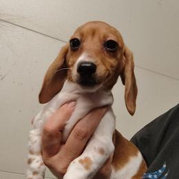 Pepper - Brindle female Dachshund puppy in Hudson, Michigan from Mittentail Kennel Miniature Dachshunds & Australian Shepherds
