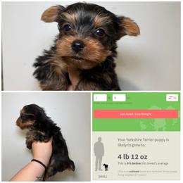 Tito - Black and gold male Yorkshire Terrier puppy in Cleveland, Tennessee from Moody’s Morkies and More