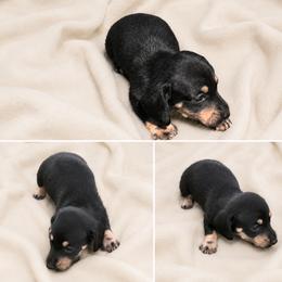 Sally - Black and tan female Dachshund puppy in Indiantown, Florida from Turquoise River Minature Dachshunds