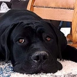 Cane Corso from Earth and Ship Cane Corso