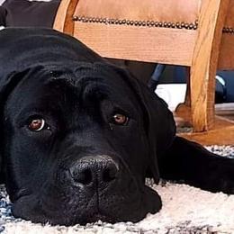 Cane Corso from Earth and Ship Cane Corso