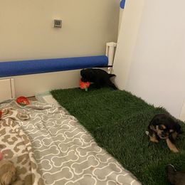 Schnoodle Puppies from Noodle Tings Puppies