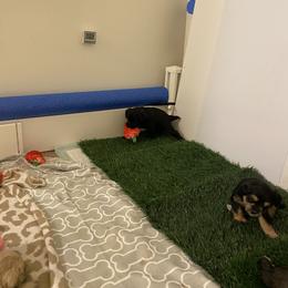 Schnoodle Puppies from Noodle Tings Puppies
