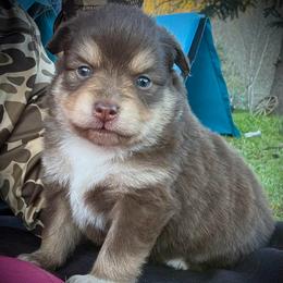 Coco - Red tri female Toy Australian Shepherd puppy in North Lakeport, California from Wild Rose Ranch