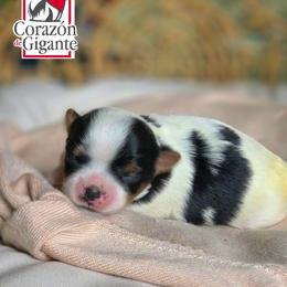 Charlie - Black tan and white male Biewer Terrier puppy in California from Corazon de gigante