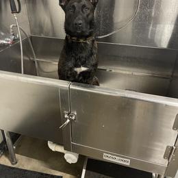 Belgian Malinois and xDutch Shepherd All Grown Up from Alliance K9