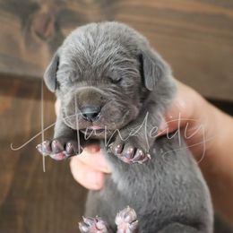 Skye - Blue female Great Dane puppy in Denison, Texas from Hundeity Great Danes