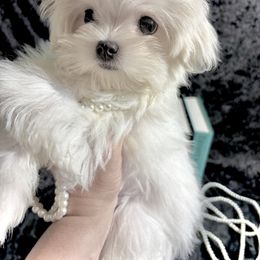 QUEEN BIBI - White female Maltese puppy in Upland, California from Prime Paradise Kennel