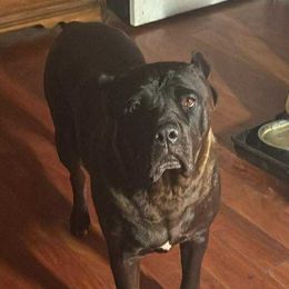 Booboo - Cane Corso