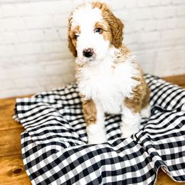 Napili - Bernedoodle puppy in Lehi, Utah from Larsen Litters