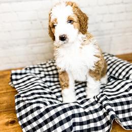 Napili - Bernedoodle puppy in Lehi, Utah from Larsen Litters