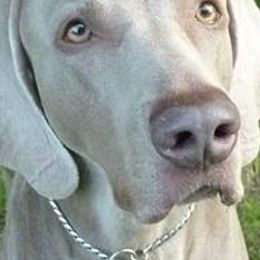 Weimaraners from Sindar Weimaraners