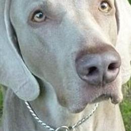 Weimaraners from Sindar Weimaraners