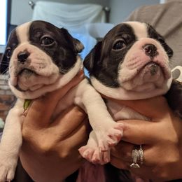 Boston Terrier Puppies from Boston's Boston Terriers AKC