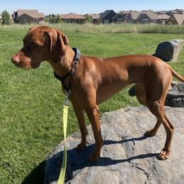 Vizslas from Aspen Vizslas