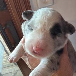 Onslow - Blue merle male Border Collie puppy in Lakeview, Michigan from Haven Creek Farm