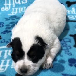 Girl 4 - Blue female Australian Cattle Dog puppy in Sheridan, Oregon from 6pk Cattledogs