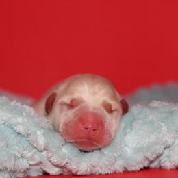 Timber - Yellow male Labrador Retriever puppy in Morrilton, Arkansas from Ancient Dogges Performance Dogs