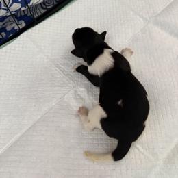 Newfoundland Puppies from Amanda Robinson