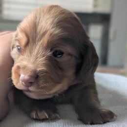 Elle - Red female Dachshund puppy in Waddell, Arizona from The Bearded Companions