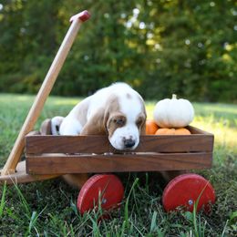 Basset Hound Puppies from K&B Farms & Bassets