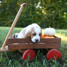 Basset Hound Puppies from K&B Farms & Bassets