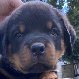 Rottweiler Puppies from Wildhaven Rottweilers
