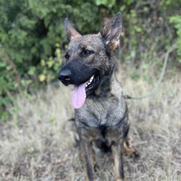 Valkyrie  - German Shepherd