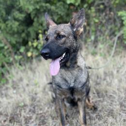 Valkyrie  - German Shepherd