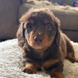 Hershey - Chocolate and tan male Dachshund puppy in Cleveland, Georgia from Memaw’s Minis Babies Doxies