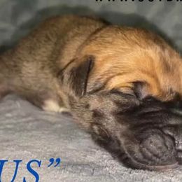 Claus - Great Dane puppy in Loris, South Carolina from Outback Danes