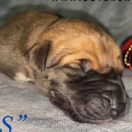 Claus - Great Dane puppy in Loris, South Carolina from Outback Danes