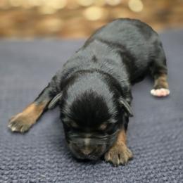 Elizabeth Taylor - Black tri female Miniature Australian Shepherd puppy in Paris, Texas from Blue Envy Mini Aussies