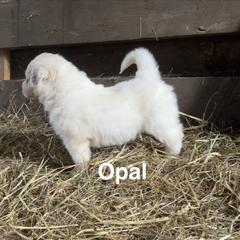 Opal - White and tan female Great Pyrenees puppy in Coxs Mills, West Virginia from Bailey Family Farm
