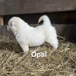 Opal - White and tan female Great Pyrenees puppy in Coxs Mills, West Virginia from Bailey Family Farm