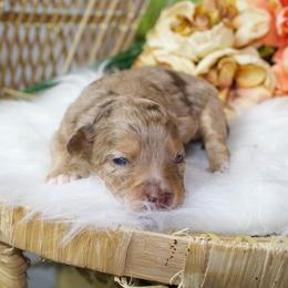 Brown Merle F - Red merle female Aussiedoodle puppy in Belgreen, Alabama from Scott’s Farm Poodles and Doodles