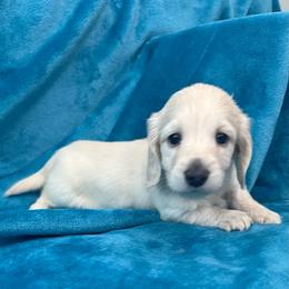 AKC Collins - Cream male Dachshund puppy in Memphis, Tennessee from River City Doxies