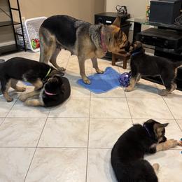 German Shepherd puppies from Debra Grieco German Shepherds