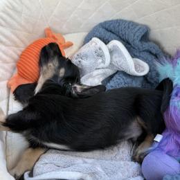 Dachshund Puppies from Libby’s Legacy Doxies LLC