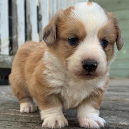 Atlas (fluffy) - Fawn and white male American Corgi puppy in East Oakdale, California from Rhettro Kennels