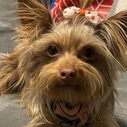 Yorkshire Terriers from Rock City Yorkies