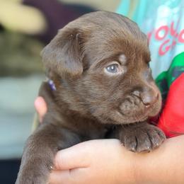 Dark Purple Collar (was Sage) - Chocolate female Labrador Retriever puppy in Archer Lodge, North Carolina from Archer Lodge Labradors