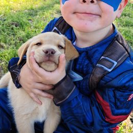 Labrador Retriever Puppies from Okie Shed Dogs LLC