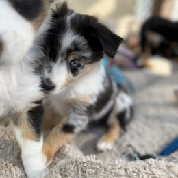 Miniature Australian Shepherd All Grown Up from Furrever.Mini.Aussies.llc