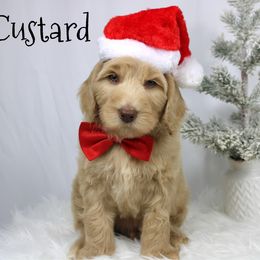 Custard - Cream male Goldendoodle puppy in Casa Grande, Arizona from AzDoodle Dandies