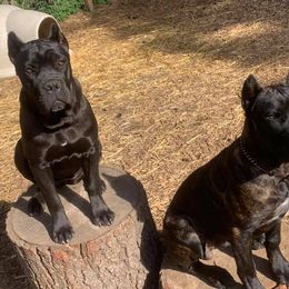 Cane Corso Puppies from Ironhide Cane Corso Italiano Kennels