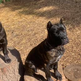 Cane Corso Puppies from Ironhide Cane Corso Italiano Kennels