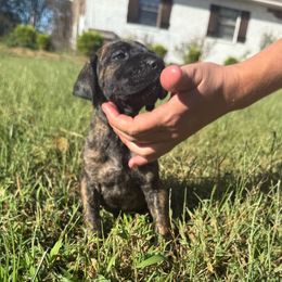 Ambrosia - Brindle female Great Dane puppy in Jerusalem, Arkansas from Mara Danes